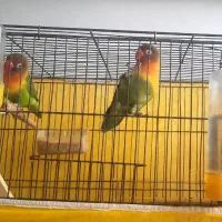 طوطی کوتوله برزیلی