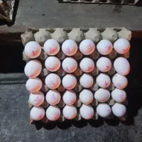 فروش تخم اقتصادی ارزان