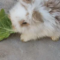 بچه خرگوش لوپ|موش و خرگوش|قم, آذر (نکویی)|دیوار