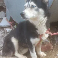 سگ ماده هاسکی سیبرین یه سالشه