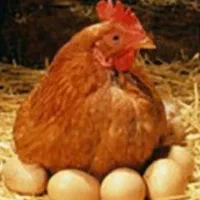 پخش تخم مرغ مدرس نیا