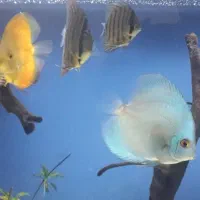 اکواریوم دیسکس|ماهی|بروجرد, |دیوار