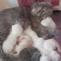 توله گربه پرشین سوپر فلت