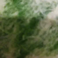 بوقلمون ماده تخم گذار