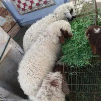 بره عربی|حیوانات مزرعه|اهواز, منازل کارون|دیوار