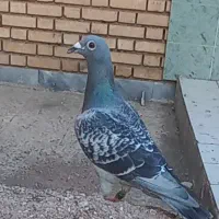 کبوترپلاکی وطوقی