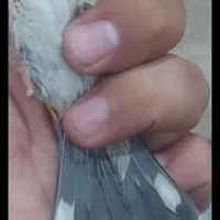 جوجه سهره کال قواره بلند انتیک|پرنده|هشتگرد, |دیوار