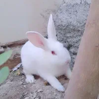 خرگوش سفید چشم قرمز