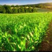 زارع،کشاورز