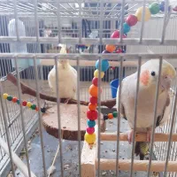 عروس هلندی نر وماده