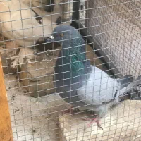 کبوتر نر اصفهانی بازیکن پرشی