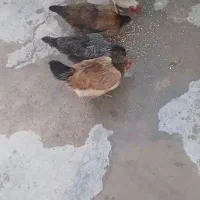 مرغ تخم گزار