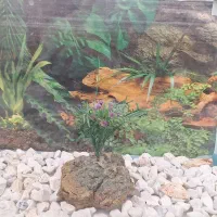 ماهی کوپی واکواریوم شیشه خم|ماهی|زنجان, |دیوار