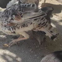 مرغ و بوقلمون|حیوانات مزرعه|چیتاب, |دیوار