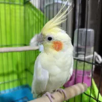 طوطی عروس هلندی لوتینو ماده