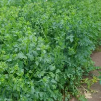 کروز برای عرق گیری