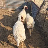 سه عدد بره ماده زوله اصل بدون کوچیک ترین ایراد