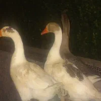 غاز و اردک کله سبز