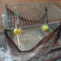 مرغ عشق