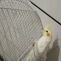 عروس هلندی نر و ماده|پرنده|اصفهان, خوراسگان|دیوار