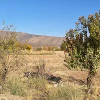 زمین کشاورزی ینگیجه