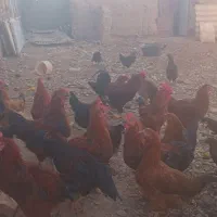 تعداد ۵۰عدد مرغ ویروس فروشی|حیوانات مزرعه|سلامی, |دیوار