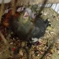 عروس پاریس هلندی سرلاکی|پرنده|باوی, |دیوار