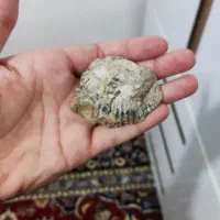 فسیل صدف
