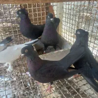 کبوتر بوشهری جمله