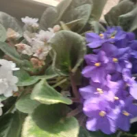 گل بنفشه|گل و گیاه طبیعی|شاندرمن, |دیوار