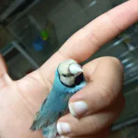 فنچ گلدین ابی|پرنده|اصفهان, ملک|دیوار
