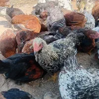 خروس|حیوانات مزرعه|اردبیل, |دیوار