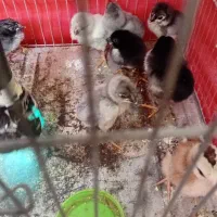 جوجه لاری افغان اصیل