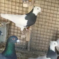 یه جفت کبوتر کفتر طوق سیاه بازیکن هنر دار