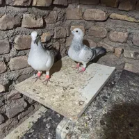 نرماده بدرنگ شامی افغان