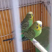 جفت مرغ عشق