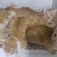 گربه واگذاری|گربه|اردبیل, |دیوار