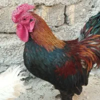 سلام خروس زینتی چینی|حیوانات مزرعه|قم, تعویض پلاک|دیوار