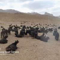 بز کشتی جوان ۳۰راس