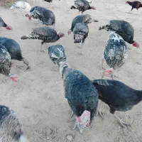 حیوانات مزرعه