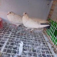 چند عدد کبوتر دورگ وپلاکی کمیاب آس|پرنده|لنجان, |دیوار