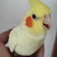 عروس هلندی|پرنده|لنگرود, |دیوار