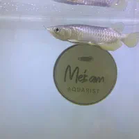 آروانا سوپر هایبک