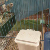 مرغ عشق|پرنده|بمپور, |دیوار