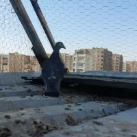 ماده چاپی