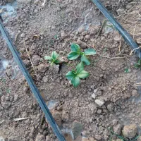 بذر باقله برکت