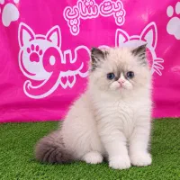 گربه رگدال