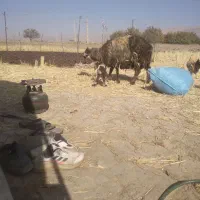 میش و بره|حیوانات مزرعه|دورود, |دیوار