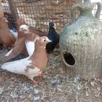 کفتر طوقی دم سفید