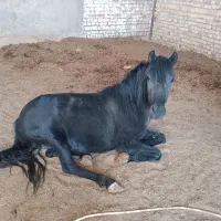 فروش اسب کرد